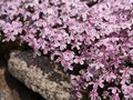 Phlox subulata Tamanoganei-1 Płomyk szydlasty